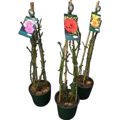 Kletterrose "Courtyard Gestäbt" Höhe Ca. 20 - 30 Cm Topf Ca. 4 L Rosa Hybride