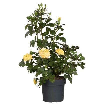 Beetrose "Premium" Gelb Höhe Ca. 20 - 30 Cm Topf Ca. 4 L Rosa Hybride