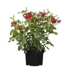 Beetrose Rot Topf Ca. 4 L Rosa Hybride