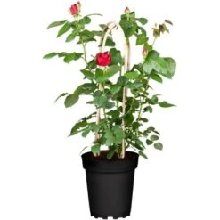 Edelrose Rot Höhe Ca. 20 - 30 Cm Topf Ca. 4,6 L Rosa Hybride