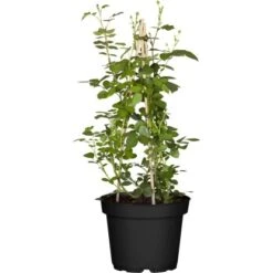 Kletterrose Gelb Höhe Ca. 20 - 30 Cm Topf Ca. 4,6 L Rosa Hybride