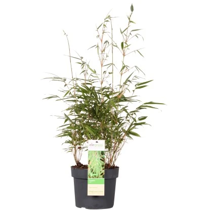OBI Gartenbambus "Rufa" Höhe 40 - 60 Cm Topf Ca. 5 L Fargesia