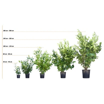 Ovalblättriger Liguster Set à 40 Stück Höhe Ca. 175 - 200 Cm Topf Ca. 5 L – Bild 2