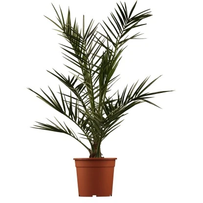 Kanarische Dattelpalme Höhe Ca. 65 Cm Topf-Ø Ca. 14 Cm Phoenix Canariensis