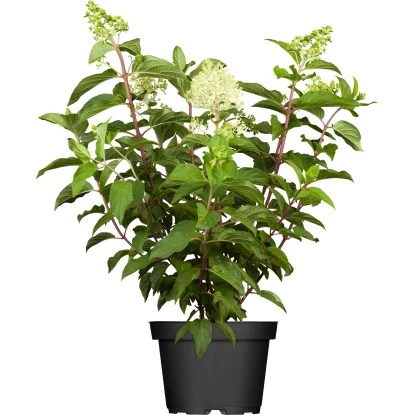 Rispenhortensie "Living Creations" Höhe Ca. 30 - 40 Cm Topf Ca. 7,5 L