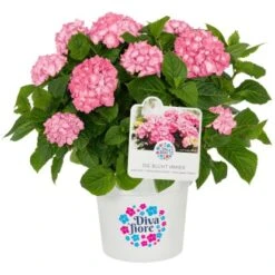 GROW By OBI Bauernhortensie "Diva Fiore" Rosa Ca. 30 Cm - 40 Cm