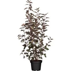 Blasen-Spiere "All Black" Weiß Höhe Ca. 30 - 40 Cm Topf Ca. 5 L Physocarpus