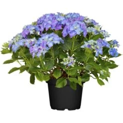 Bauernhortensie "Flair & Flavour Marshmallow" Blau Höhe 30 - 40 Cm Topf 5 L