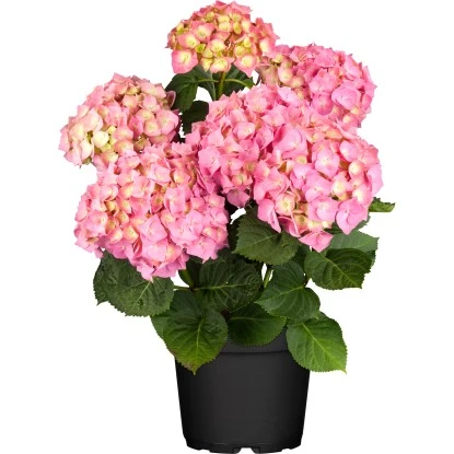 Bauernhortensie "Flair & Flavour Strawberry" Pink Höhe 30 - 40cm Topf Ca. 5 L