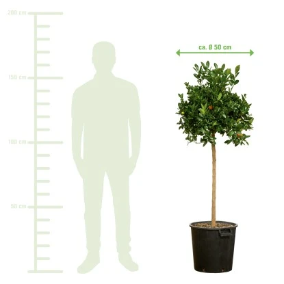 Orangenbaum Stamm XXL "Calamondin" Ca. 140 Cm - 160 Cm Citrus Mitis GROW By OBI – Bild 3