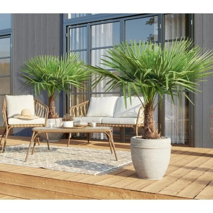 Hanfpalme XXL Ca. 140 Cm - 160 Cm Trachycarpus Fortunei GROW By OBI – Bild 2