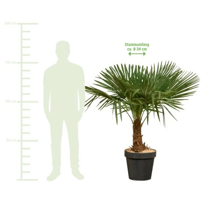 Hanfpalme XXL Ca. 140 Cm - 160 Cm Trachycarpus Fortunei GROW By OBI – Bild 4