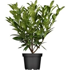 OBI Kirschlorbeer "Herbergii" Höhe Ca. 80 - 100 Cm Topf Ca. 7,5 L Prunus