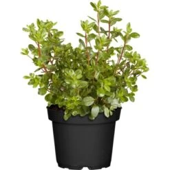 Japanische Azalee "Pink Spider" Rosa Höhe Ca. 30 - 40 Cm Topf Ca. 4,6 L