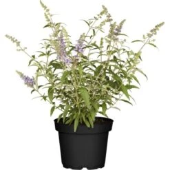 Zwerg-Sommerflieder "Buzz" Höhe Ca. 20 - 30 Cm Topf Ca. 4 L Buddleja