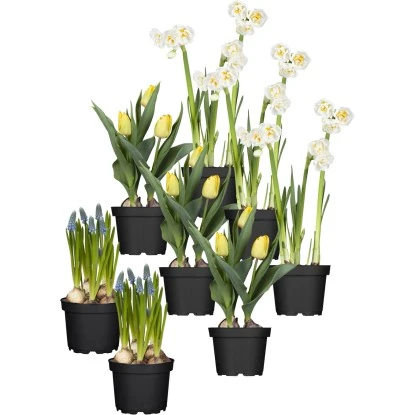 Frühjahrsboten 8er Set Tulpen, Narzissen, Traubenhyazinthen Gelb, Weiß, Blau