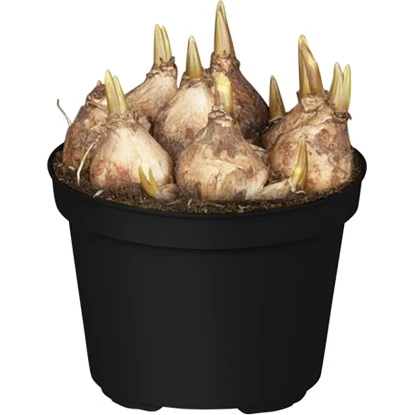 Frühjahrsboten 8er Set Tulpen, Narzissen, Traubenhyazinthen Gelb, Weiß, Blau – Bild 2