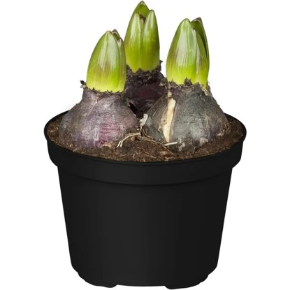 Frühjahrsboten 8er Set Tulpen, Narzissen, Traubenhyazinthen Gelb, Weiß, Blau – Bild 3