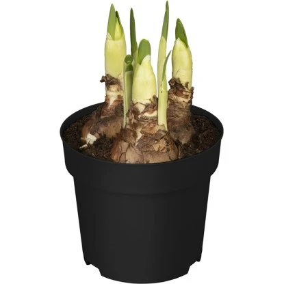 Frühjahrsboten 8er Set Tulpen, Narzissen, Traubenhyazinthen Gelb, Weiß, Blau – Bild 4