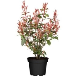 Glanzmispel "Carré Rouge" Höhe Ca. 40 - 60 Cm Topf Ca. 5 L Photinia Fraseri