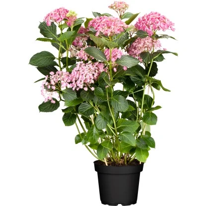 Ballhortensie "Pink Annabelle" Rosa Höhe Ca. 30 - 40 Cm Topf Ca. 4,6 L