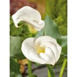 Zantedeschie Weiß Topf-Ø Ca. 18 Cm Zantedeschia Aethiopica