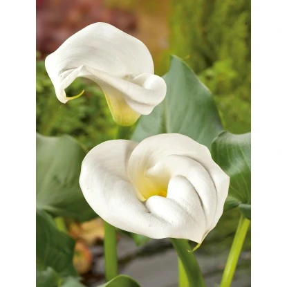 Zantedeschie Weiß Topf-Ø Ca. 18 Cm Zantedeschia Aethiopica