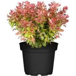 Heckenberberitze "Dream And Colour Collection" Höhe Ca. 20 - 30 Cm Topf Ca. 2 L