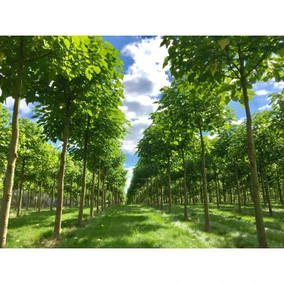 Blu CO2-Klimabaum Topf-Ø Ca. 15 Cm Paulownia Fortunei – Bild 3