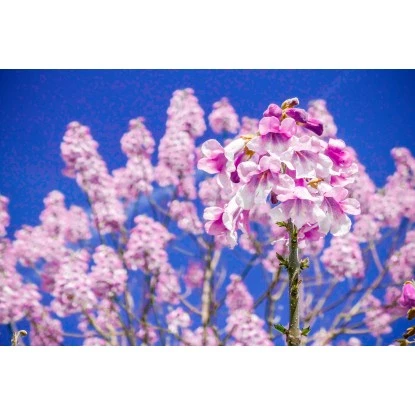 Blu CO2-Klimabaum Topf-Ø Ca. 15 Cm Paulownia Fortunei – Bild 4