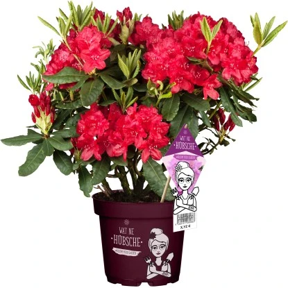 Rhododendron "Wat Ne Hübsche" Höhe Ca. 30-40 Cm Topf Ca. 5 L Rhododendron