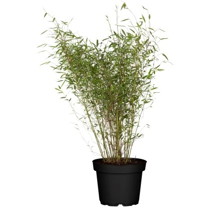 Gartenbambus "Standing Stone" Höhe Ca. 150 - 175 Cm Topf Ca. 30 L Fargesia