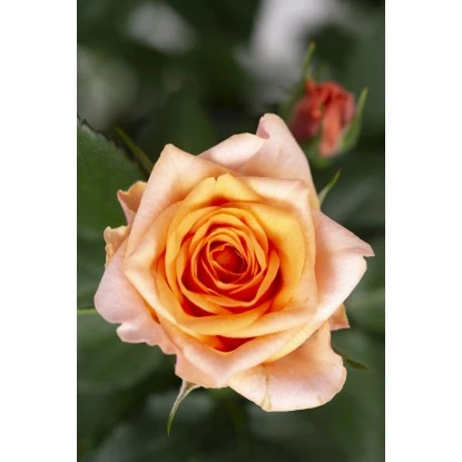 Fußstammrose Gelb/Orange Höhe Ca. 70 - 80 Cm Topf Ca. 2 L – Bild 2