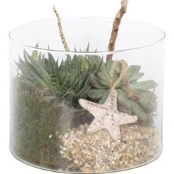 Arrangement Sukkulenten In Glasschale Topf-Ø Ca. 15 Cm