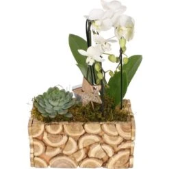 Weihnachtsarrangement Mit Orchideen Im Holz-Gefäß Topf-Ø Ca. 23 Cm
