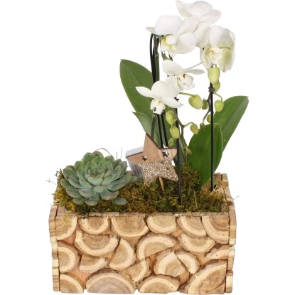Weihnachtsarrangement Mit Orchideen Im Holz-Gefäß Topf-Ø Ca. 23 Cm
