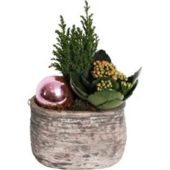 Weihnachsarrangement Mit Flammendem Käthchen Im Beton-Gefäß Topf-Ø Ca. 14 Cm
