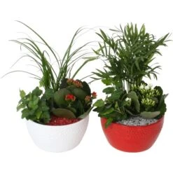 Arrangement Mit Flammendem Käthchen Topf-Ø Ca. 15 Cm