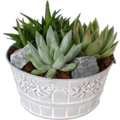 Sukkulenten-Arrangement Im Keramik-Gefäß Topf-Ø Ca. 18 Cm