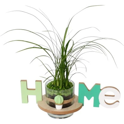 Arrangement Flaschenbaum Im "Home"-Gefäß Topf-Ø Ca. 25 Cm