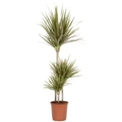 Grünpflanzen Verschiedene Sorten Höhe Ca. 90-120 Cm Topf-Ø Ca. 21 Cm