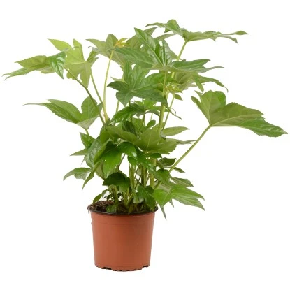 Grünpflanzen Verschiedene Sorten Höhe Ca. 90-120 Cm Topf-Ø Ca. 21 Cm – Bild 2