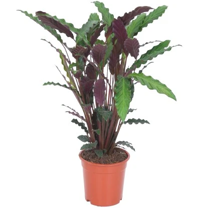 Grünpflanzen Verschiedene Sorten Höhe Ca. 90-120 Cm Topf-Ø Ca. 21 Cm – Bild 3