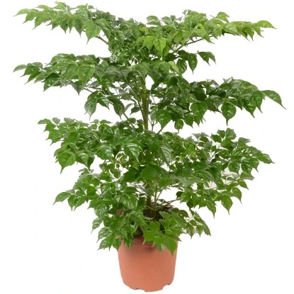 Grünpflanzen Verschiedene Sorten Höhe Ca. 90-120 Cm Topf-Ø Ca. 21 Cm – Bild 4