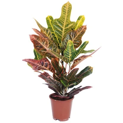 Grünpflanzen Verschiedene Sorten Höhe Ca. 90-120 Cm Topf-Ø Ca. 21 Cm – Bild 5