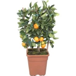 Zitrone Topf-Ø Ca. 15 Cm Citrus Calamondin