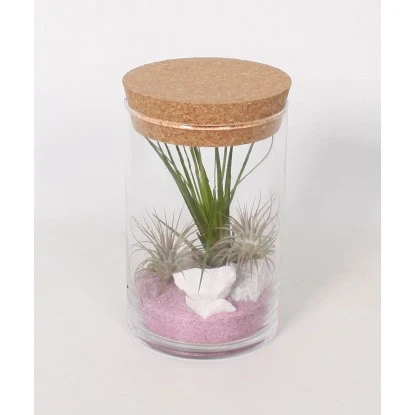 Tillandsien-Arrangement Im Korkenglas Topf-Ø Ca. 11 Cm