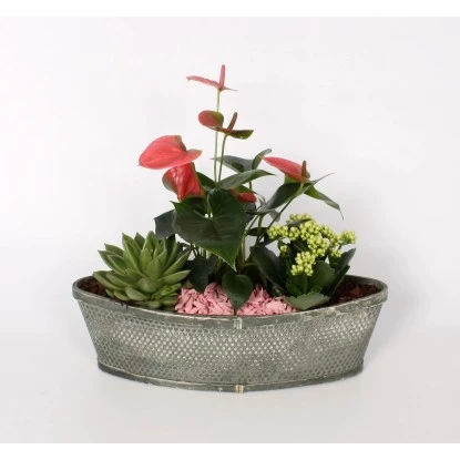 Pflanzen-Arrangement Im Bambus-Boot Topf-Ø Ca. 37 Cm