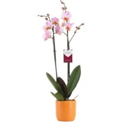 Schmetterlingsorchidee "Cheng Du" 2-Trieber Rosa-Orange Im Orangen Keramik-Gefäß