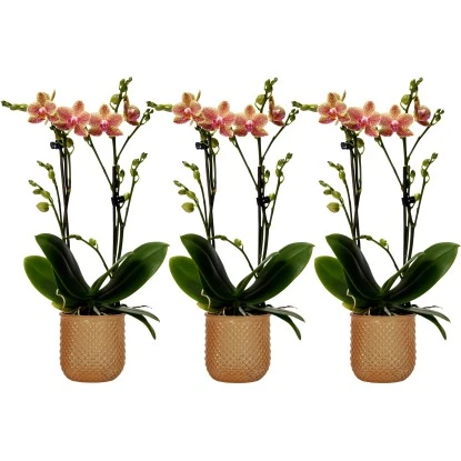 Schmetterlingsorchidee "Kolibri" 2-Trieber Orange Im Glas-Gefäß Topf-Ø 9 Cm